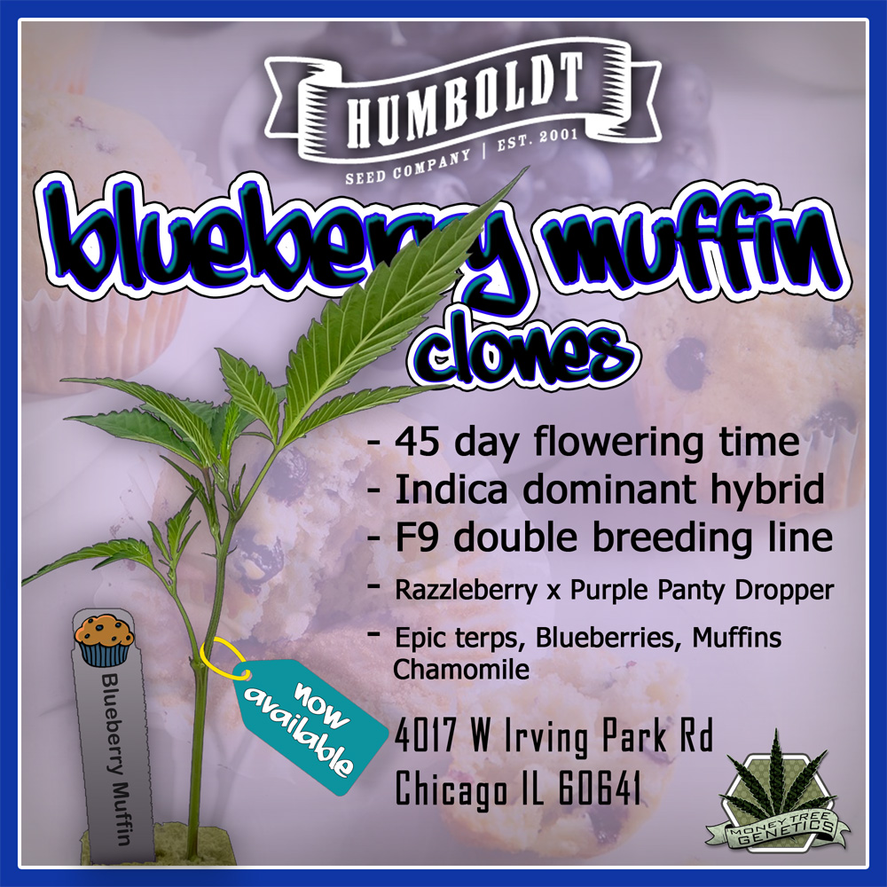 You are currently viewing Blueberry Muffin Clones by Humboldt Seed Company