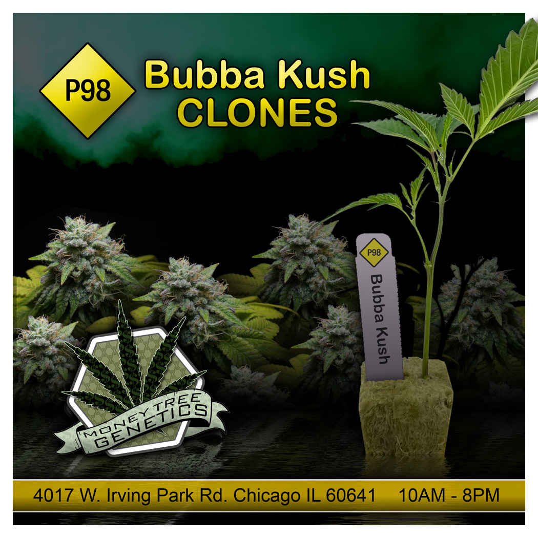 Read more about the article Pre 98 Bubba Kush Clones