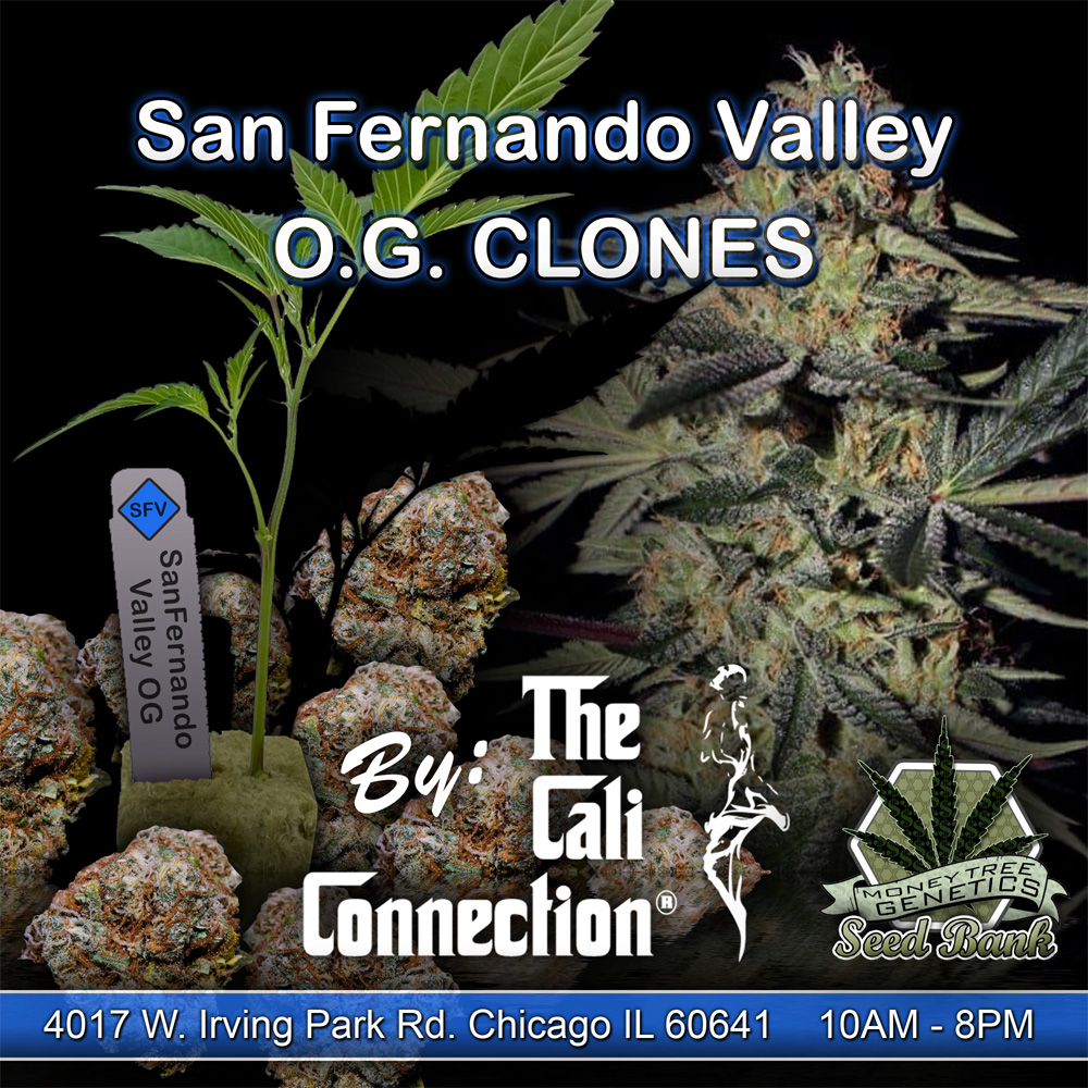 Read more about the article San Fernando Valley O.G. Kush