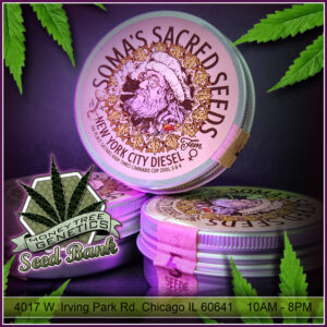Read more about the article Somas Sacred Seeds Amsterdam now available