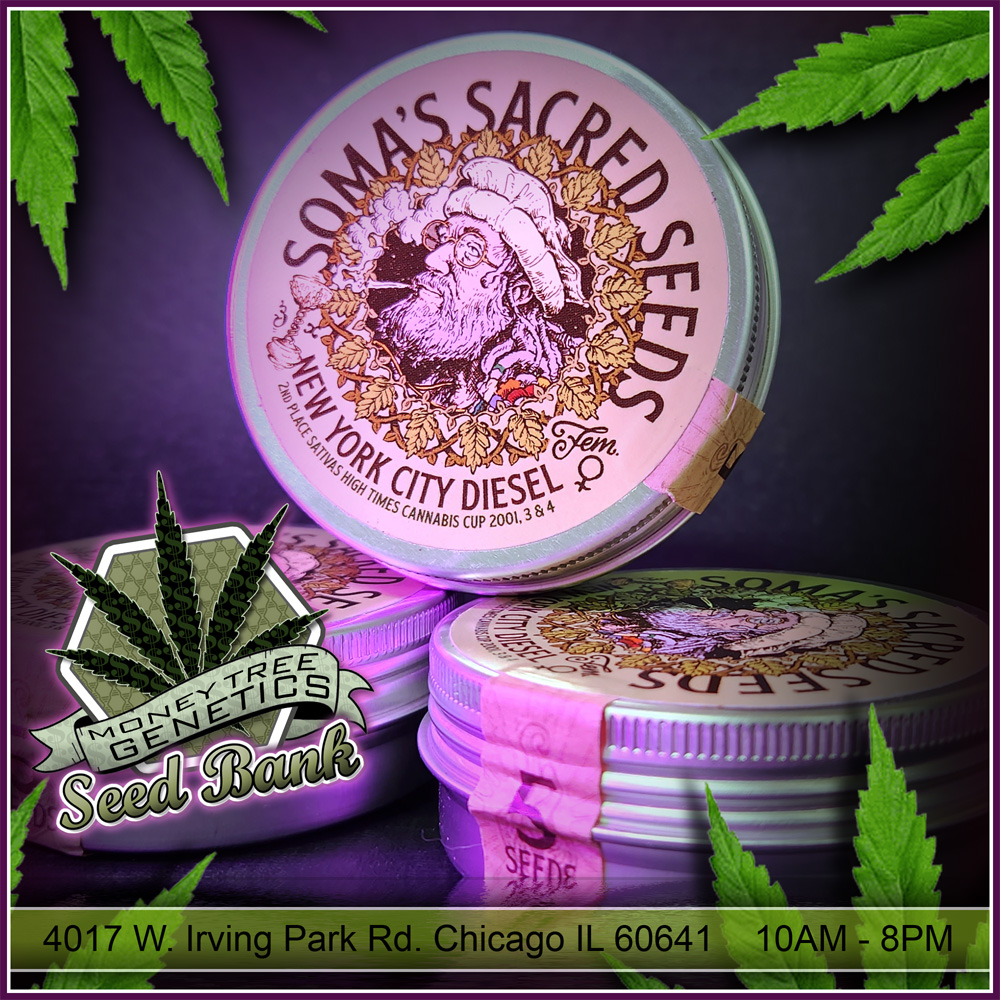 You are currently viewing Somas Sacred Seeds Amsterdam now available