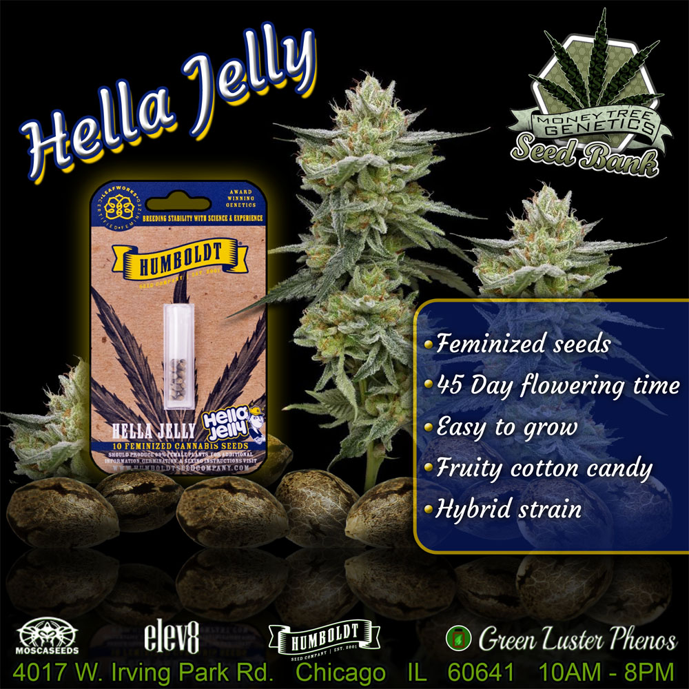 Read more about the article Humboldt Hella Jelly Cannabis seeds