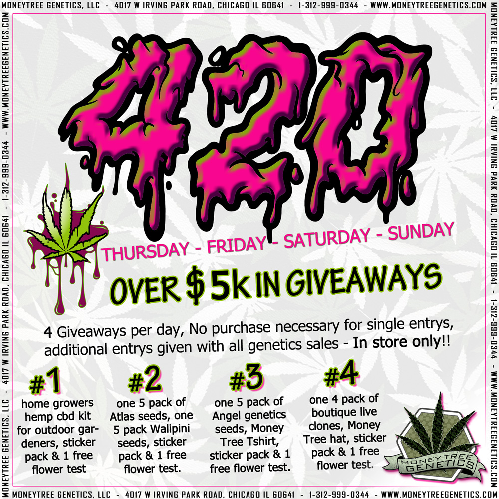 420 Weekend Chicago Money Tree Genetics