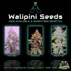 Read more about the article Walipini cannabis seeds for sale
