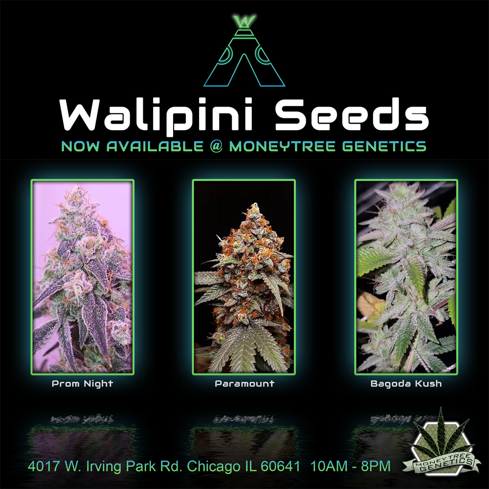 You are currently viewing Walipini cannabis seeds for sale