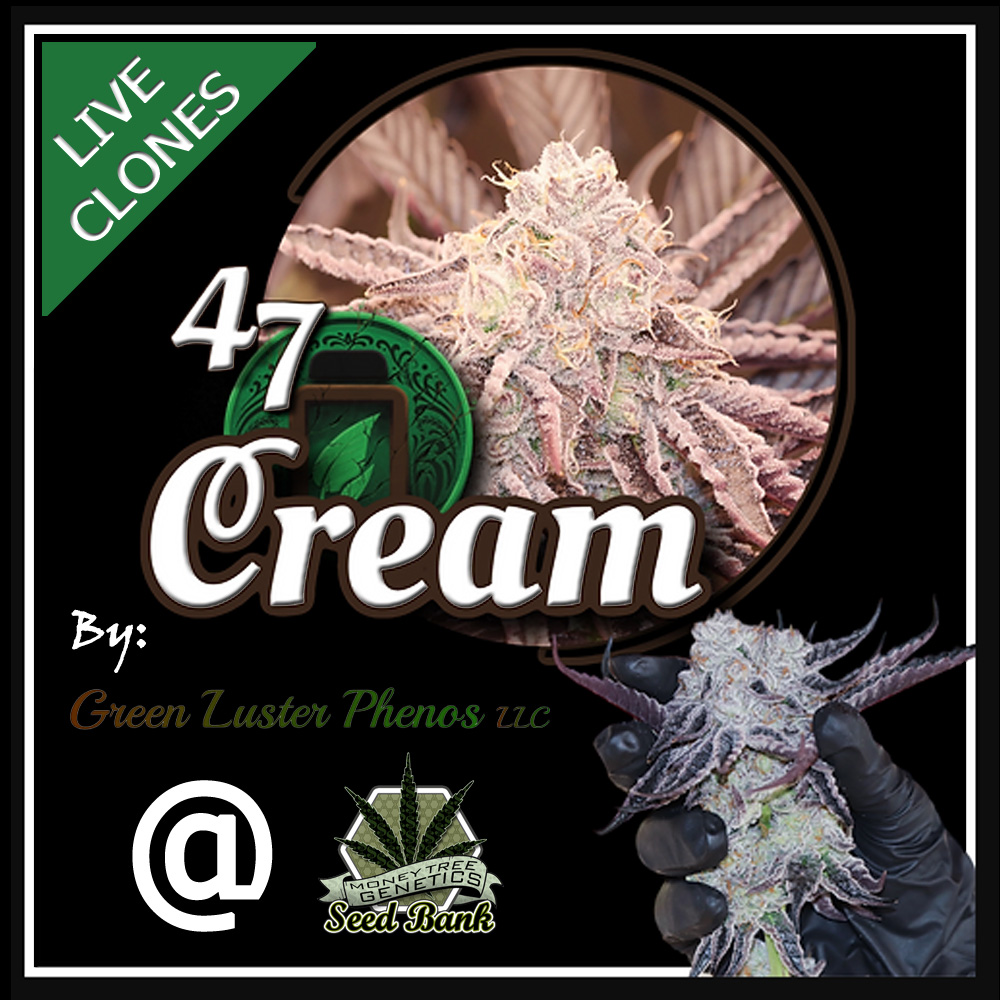 You are currently viewing 47 Cream Cannabis clones by Green Luster Phenos
