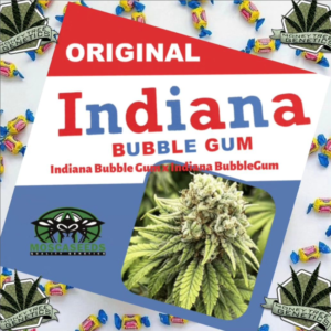 Read more about the article Indiana Bubblegum Cannabis seeds at MoneyTree Genetics