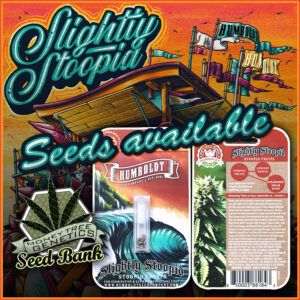 Read more about the article Slightly stoopid Collie Man Kush Clones