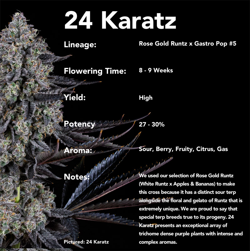 COMPOUND GENETICS > 24 KARATZ (ROSE GOLD RUNTZ X GASTRO POP)