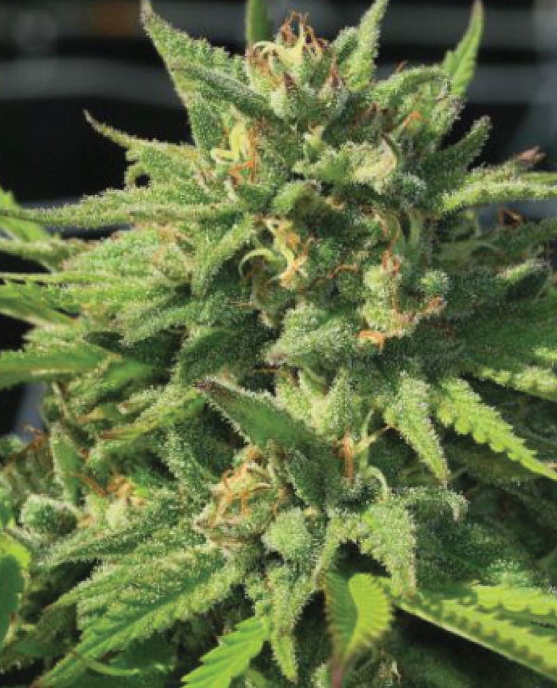 Incredibly similar to a strain that will remain unnamed for legal reasons. Produces big frosty nugs that are absolutely covered in sticky crystals.