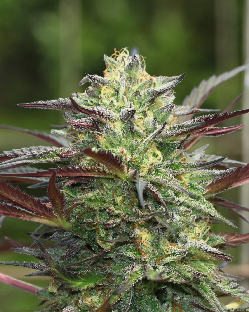 HUMBOLDT SEED CO > G.S. COOKIES (PURPLE PANTY DROPPER X GIRL SCOUT COOKIES – FORUM CUT)