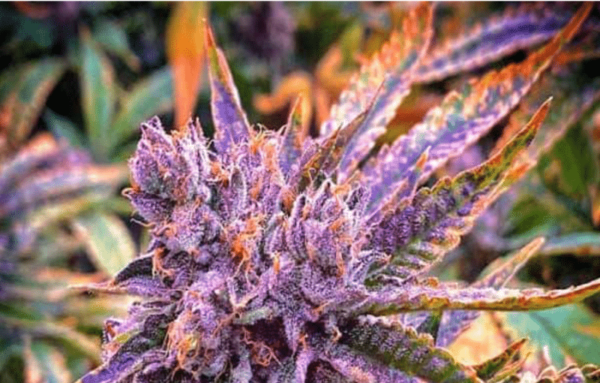 GORILLA PURPLE (PURPLE KUSH X ORIGINAL GORILLA GLUE #4)