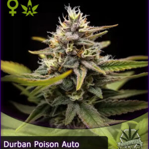 MTG > Durban Poison Auto