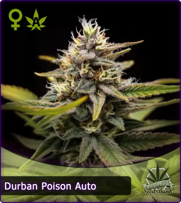 MTG > Durban Poison Auto