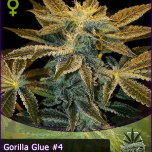 MTG > Gorilla Glue 4