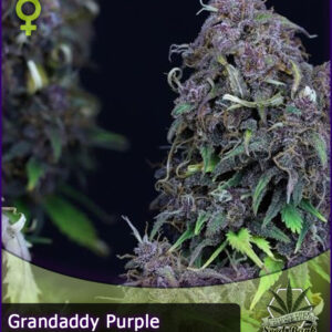 MTG > Grandaddy Purple