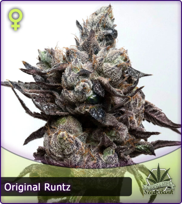 MTG > Runtz