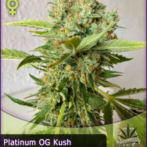 MTG > Platinum OG Kush