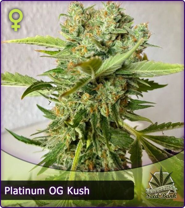 MTG > Platinum OG Kush