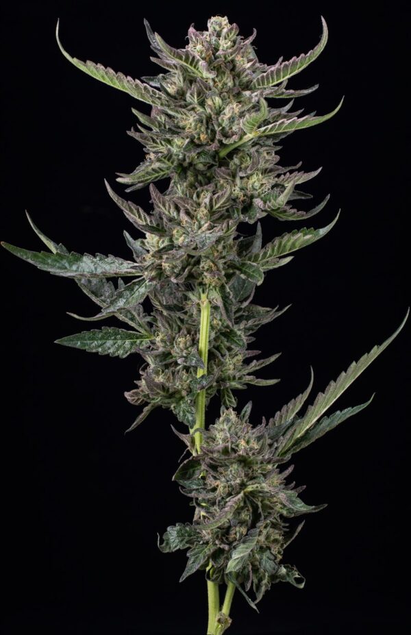HUMBOLDT SEED CO > NOTORIOUS THC (HUMBOLDT FROST X CARAMEL CREAM X GHOST OF VON HUMBOLDT OG)