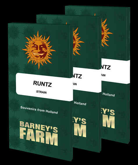 BARNEY’S FARM > RUNTZ (ZKITTLEZ X GELATO)