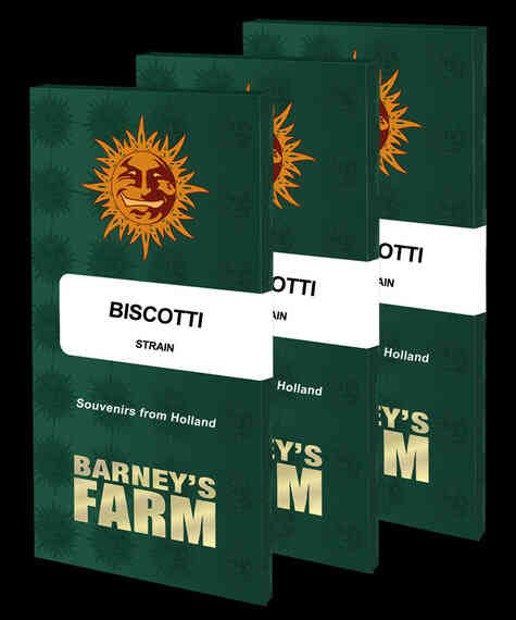 BARNEY’S FARM > BISCOTTI (GELATO X GIRL SCOUT COOKIES X OG KUSH)