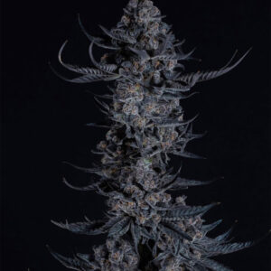 COMPOUND GENETICS > BLUE PAVE (AZUL x PAVE) 3 Feminized Photoperiod Seeds + 2 Extra for 5 total seeds...