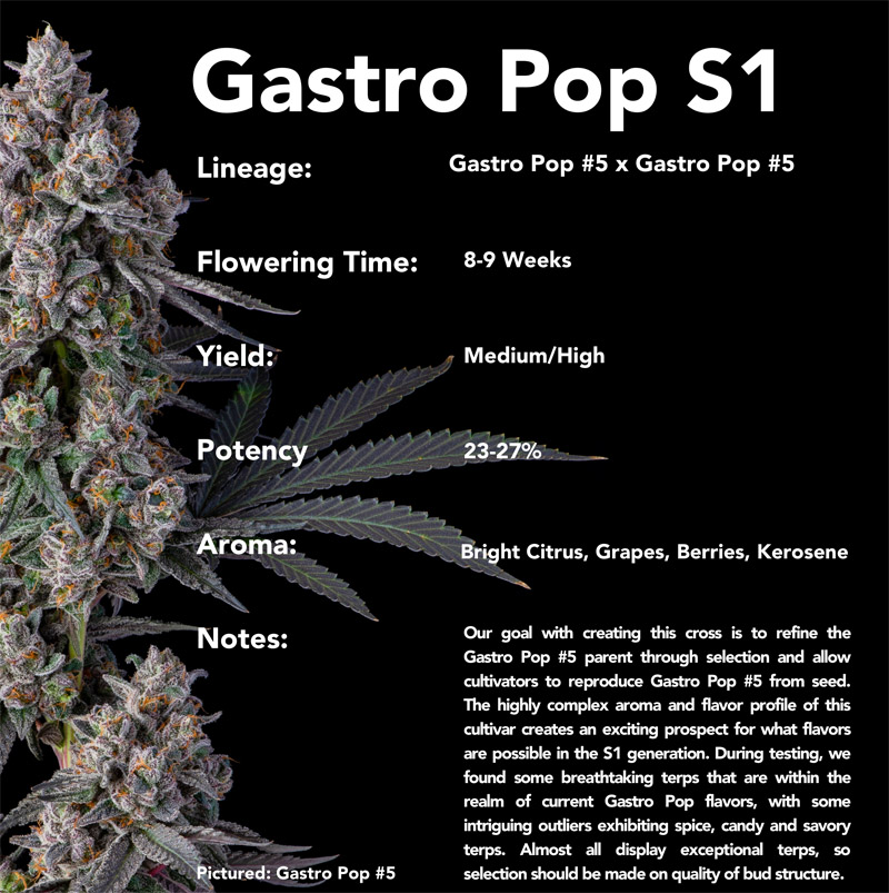 COMPOUND GENETICS > GASTRO POP S1 (GASTRO POP (APPLES & BANANAS X GRAPE GAS) X GASTRO POP)