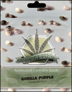 GORILLA PURPLE (PURPLE KUSH X ORIGINAL GORILLA GLUE #4) Gorilla Purple is a cross between Purple Kush x Original Gorilla Glue #4, resulting in a strain with a earthy, fruity, sweet flavors, a potent creative, euphoric happy effect. The terpenes found in Gorilla Purple include Alpha Cedrene, Alpha Humulene, Alpha-Pinene, Beta-Caryophyllene, Beta-Myrcene, Borneol, Cadinene, Camphene, Citral, Eugenol, Farnesene, Fenchol, Limonene, Linalool, Ocimene, Terpinolene, which are known for their Anxiety, Depression, Pain properties.