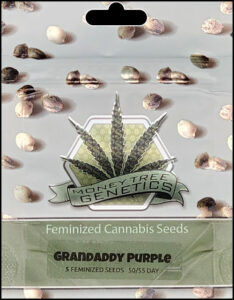 MONEYTREE GENETICS > GRANDADDY PURPLE Grandaddy Purple Fast Flower is the result of crossing Purple Urkle with Big Bud and a secret hybrid to impart the fast finish. It is a predominantly Indica F1 strain suitable for cultivation indoors and outdoors which finishes quickly and producing very high levels of THC.