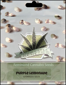 Purple Lemonade FF grows chunky, spade-shaped buds that boast a whole range of pinkish-purple hues with rich, dark orange pistils shooting out of every direction