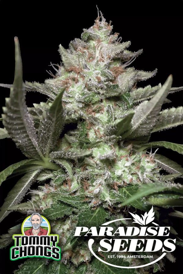 PARADISE SEEDS & TOMMY CHONG > AUTO KONG 4 3 PACK FEMINIZED SEEDS Auto Kong 4 an explosive autoflower that comes with the Tommy Chong seal of approval. This hybrid beast harnesses great power, yield and genetic stability.