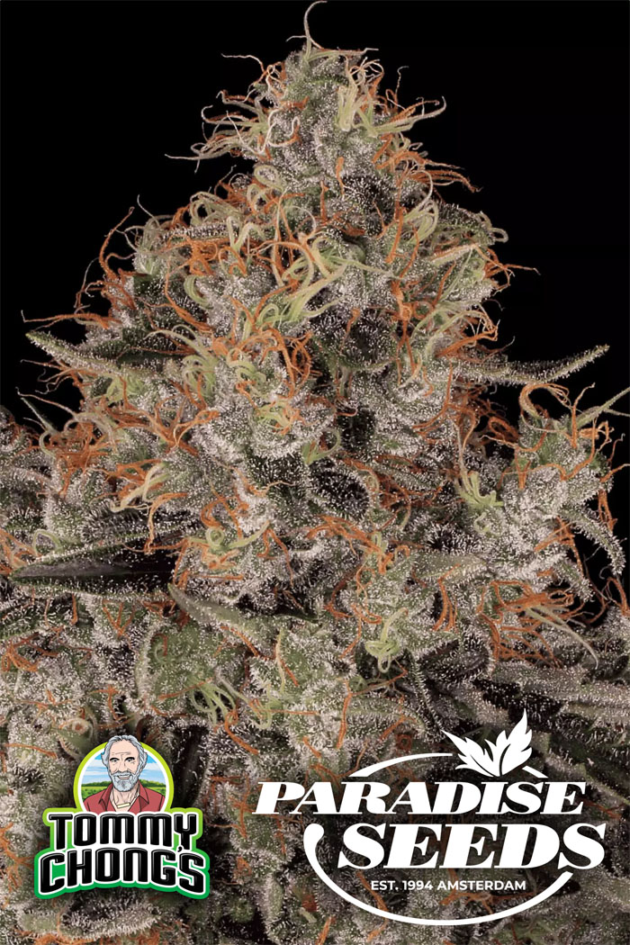 PARADISE SEEDS & TOMMY CHONG > BLUE KUSH BERRY Blue Kush Berry a combination of Kush and Shishkaberry. Tommy Chong’s choice of sweet tasting indica brings long lasting fruit power for ultimate relaxation delight.