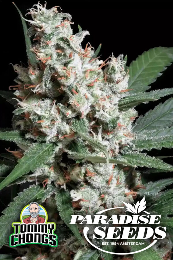 PARADISE SEEDS & TOMMY CHONG > LA AMNESIA