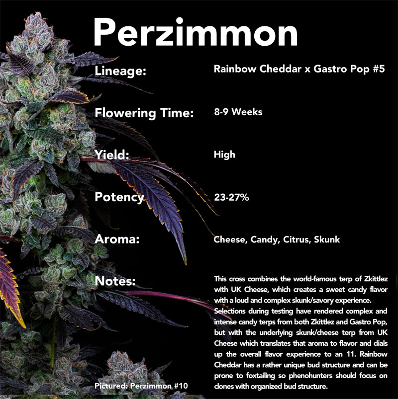 COMPOUND GENETICS > PERZIMMON (RAINBOW CHEDDAR x GASTRO POP) 3 Feminized Photoperiod Seeds + 2 Extra for 5 total seeds...
