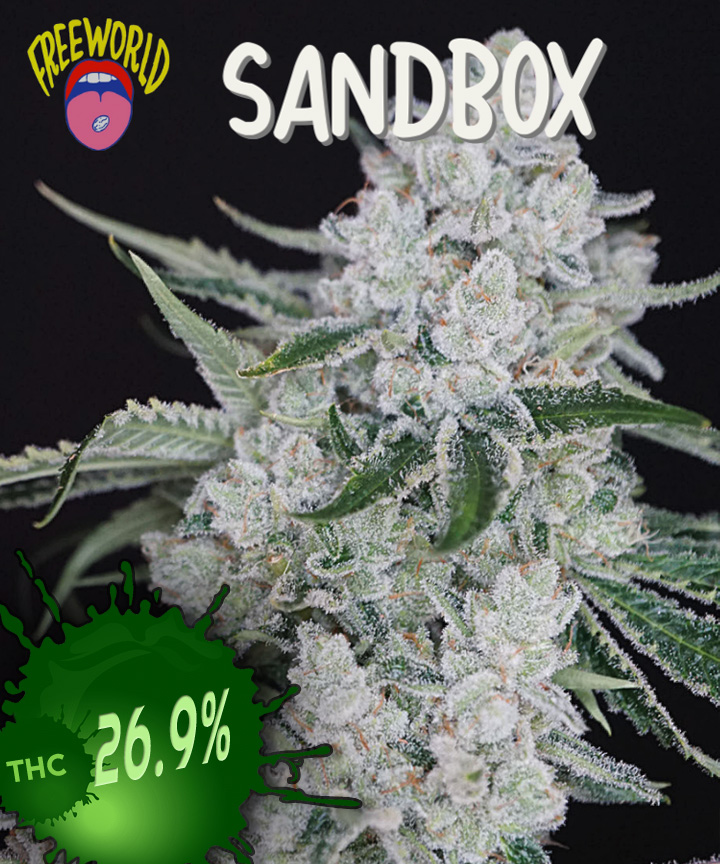 Sandbox Beach Bum x Icebox Pie