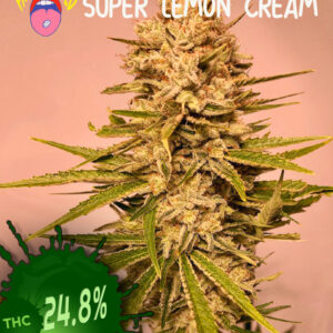 Super Lemon Cream Lemdog x Early Orange