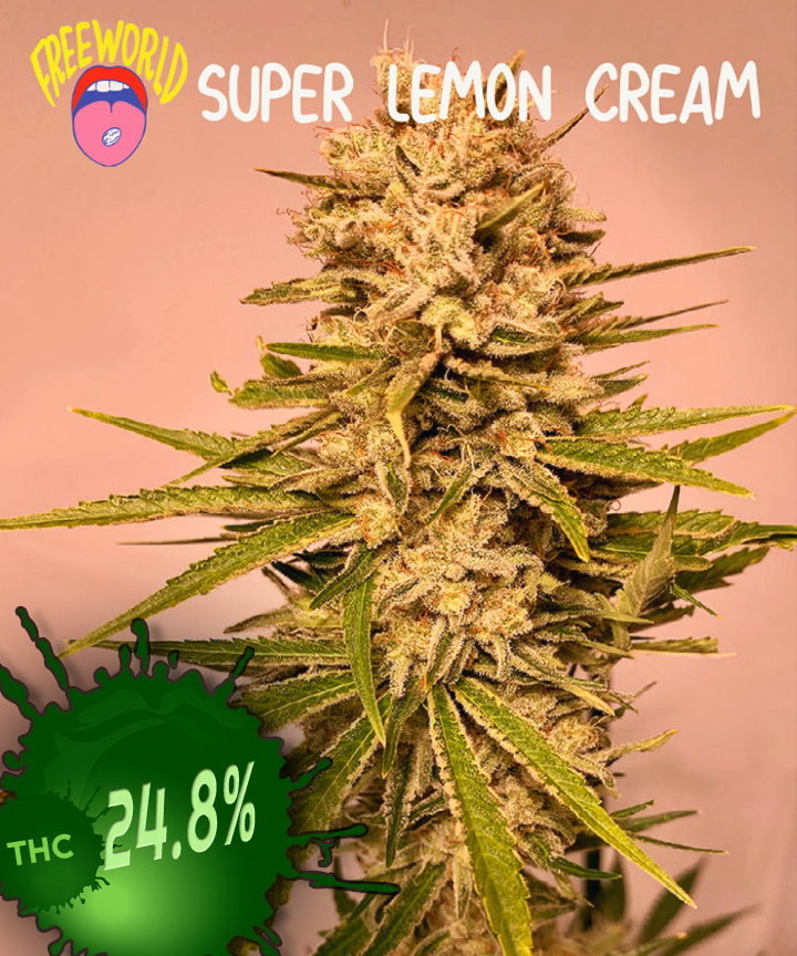 Super Lemon Cream Lemdog x Early Orange