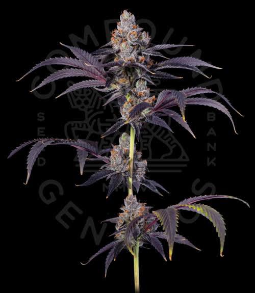 COMPOUND GENETICS > PARK AVENUE PAVE (HIGH SOCIETY x PAVE) 3 Feminized Photoperiod Seeds + 2 Extra for 5 total seeds...