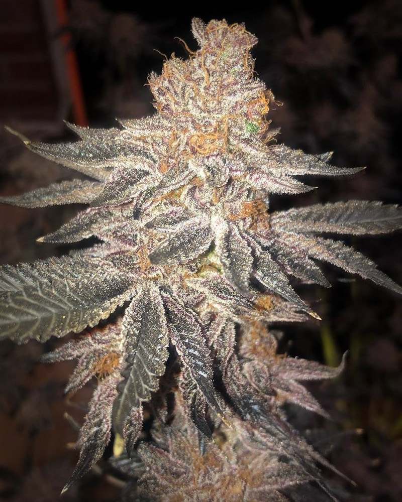 IN HOUSE GENETICS > JELLY BREATH (JELLY BREATH (THE NORTH CASCADE CUT) X JELLY BREATH) Great produces of very dense frosty flowers ranging from grape to cookie flavors.