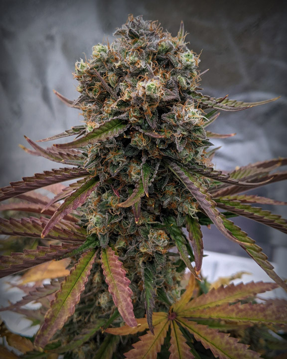 Chees-Sus Christ Superstar (Cheese Haze x Cheese Haze) Heavy flower production with dense trichome production with cheese, lime and melon aromas Lineage/Genetics Cheese Haze x Cheese Haze