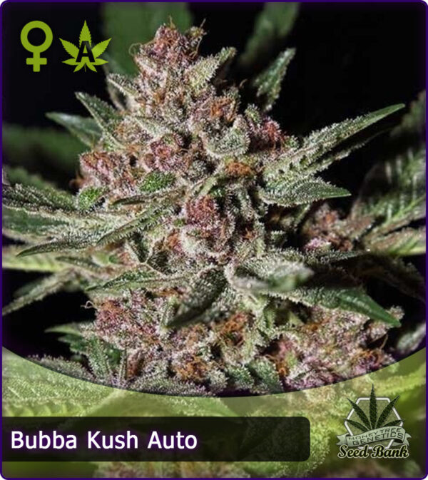 MTG > Bubba Kush Auto