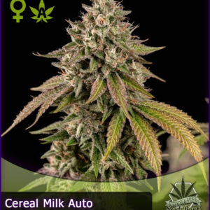 MTG > Cereal Milk Auto