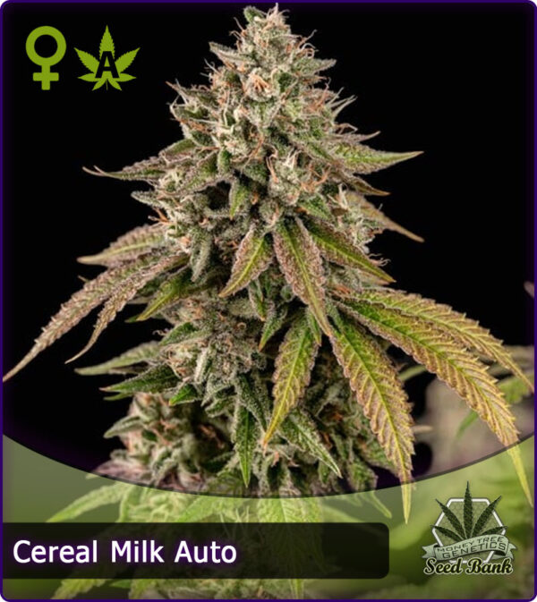MTG > Cereal Milk Auto