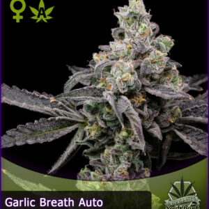 MTG > Garlic Breath Auto
