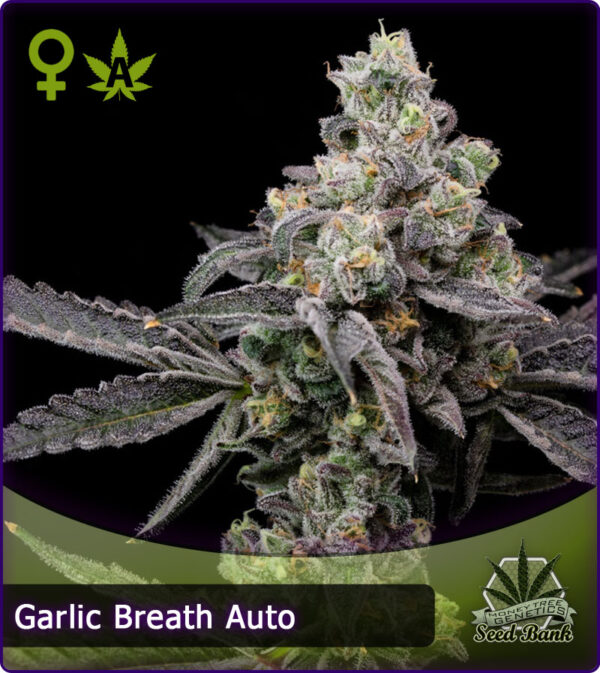 MTG > Garlic Breath Auto