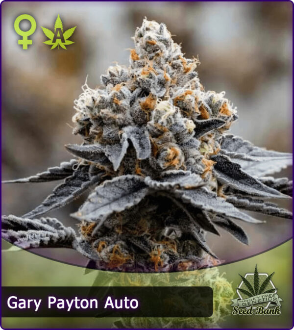 MTG > Gary Payton Auto