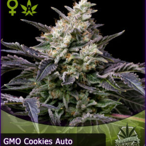 MTG > GMO Cookies Auto