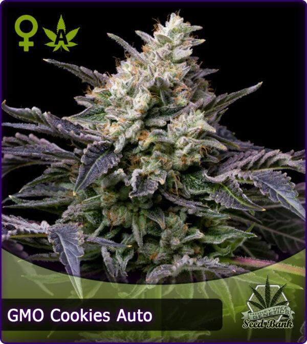 MTG > GMO Cookies Auto