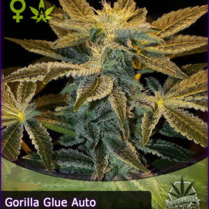 MTG > Gorilla Glue Auto